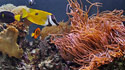 Poisson clown et Anemone