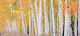 Photo Mural se-hd1372KP de Henry Domke