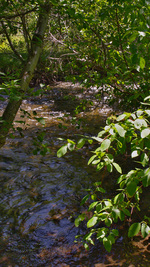 Rivière en été