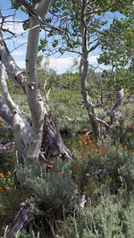 Aspens en fleurs durant l