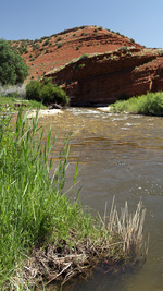 Petite rivière en été