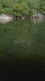 réservoir de truites en été, dans le Wyoming