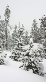 Afternoon Snowfall, Rocky Mountains