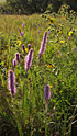 Prairie en début d'été